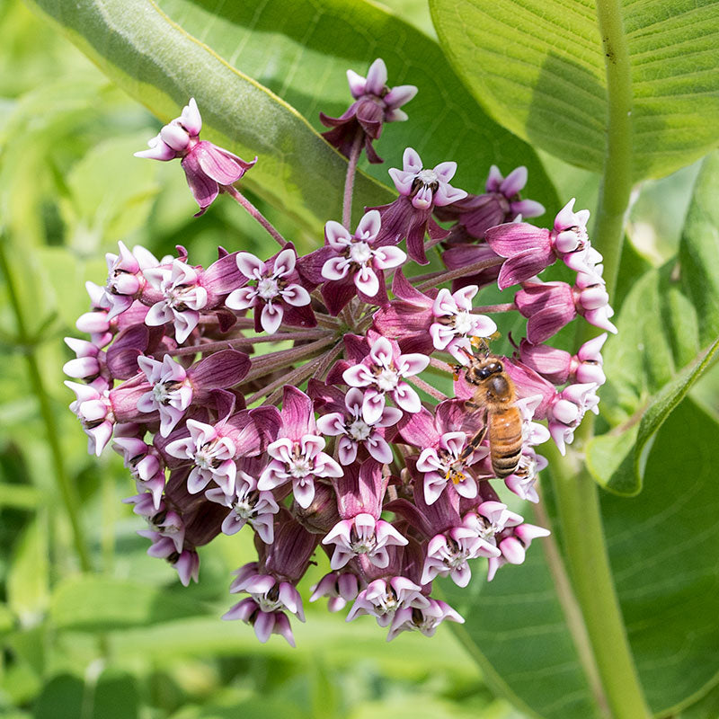 Milkweed Seeds