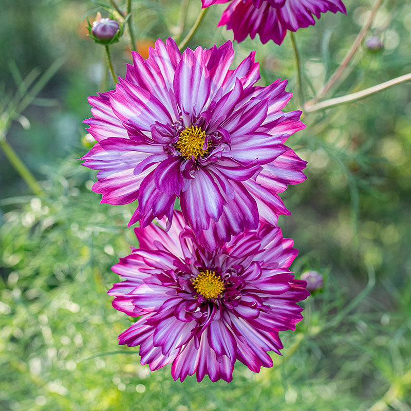 Cosmos Seeds