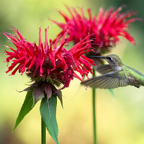 Native Wildflower Plants