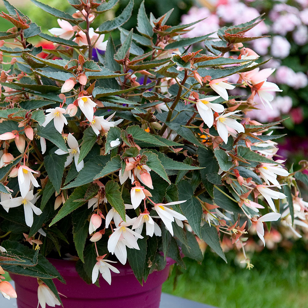 Begonia Plants