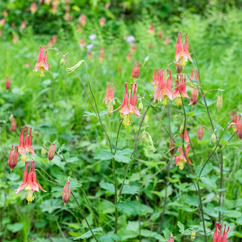 
      



Columbine - Wild 
    