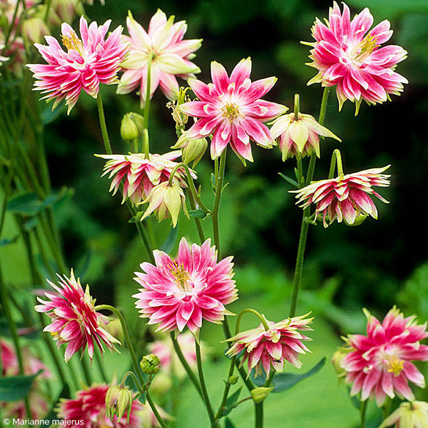 
    



Columbine 'Nora Barlow' 
