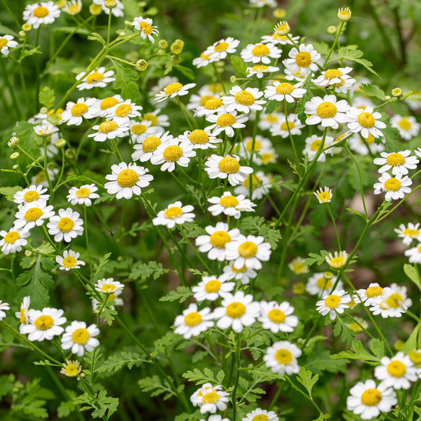 Feverfew Organic