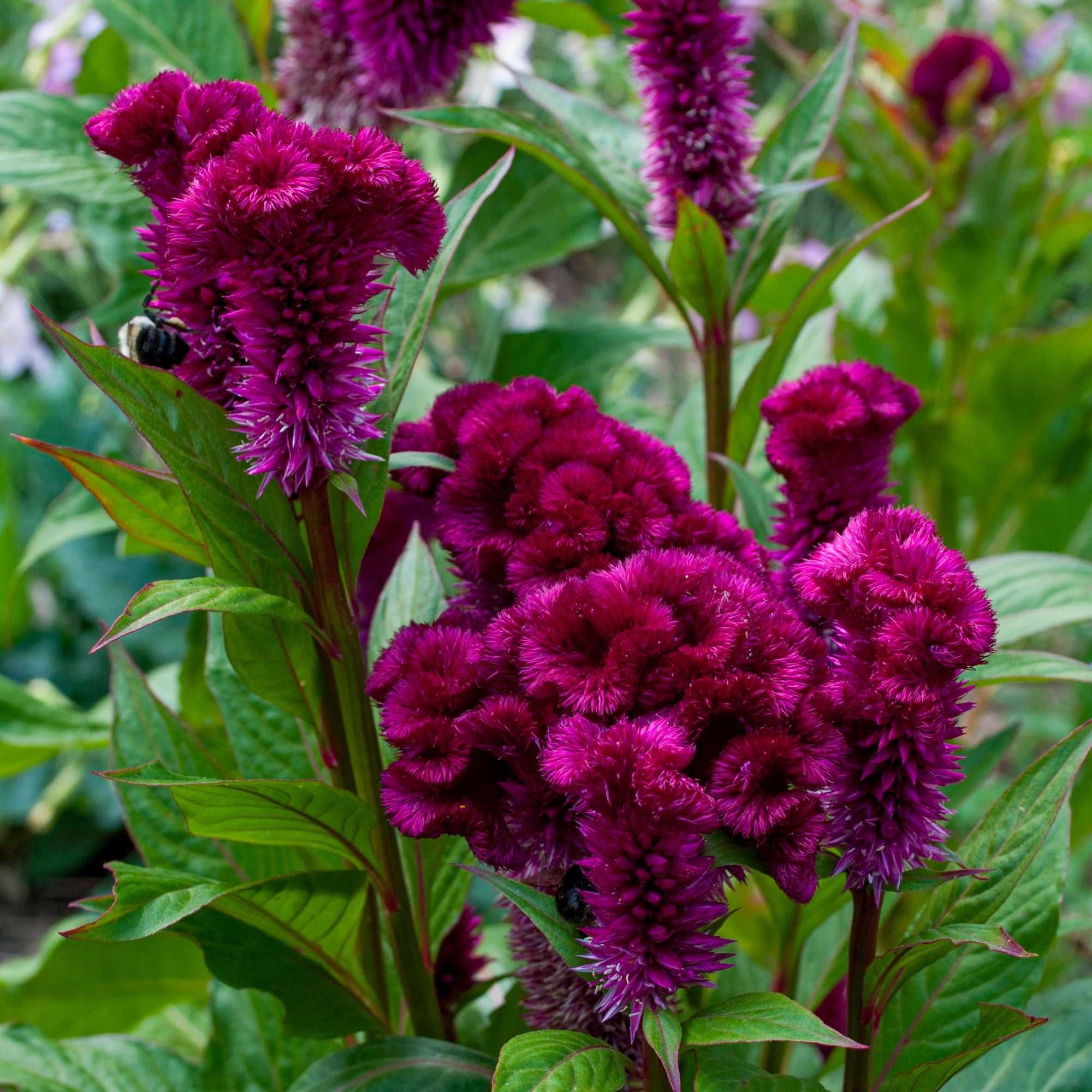 Celosia 'Cramer's Burgundy'