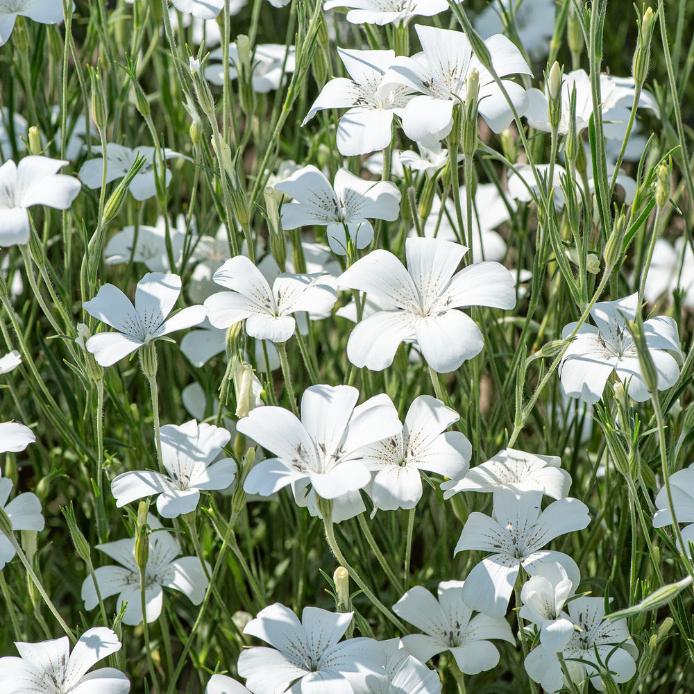 Agrostemma 'Ocean Pearls'