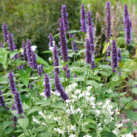 
    



Agastache 'Korean Zest' Organic
