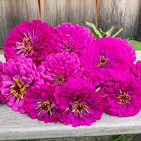 Zinnia 'Benary's Giant Purple'