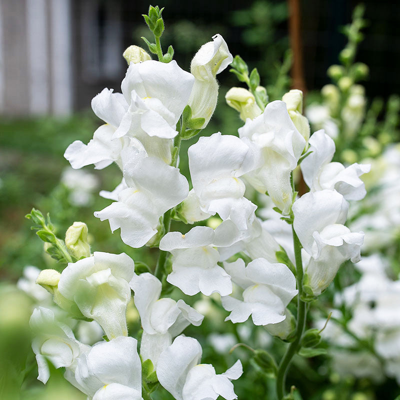 Snapdragon 'Royal Bride' - S2