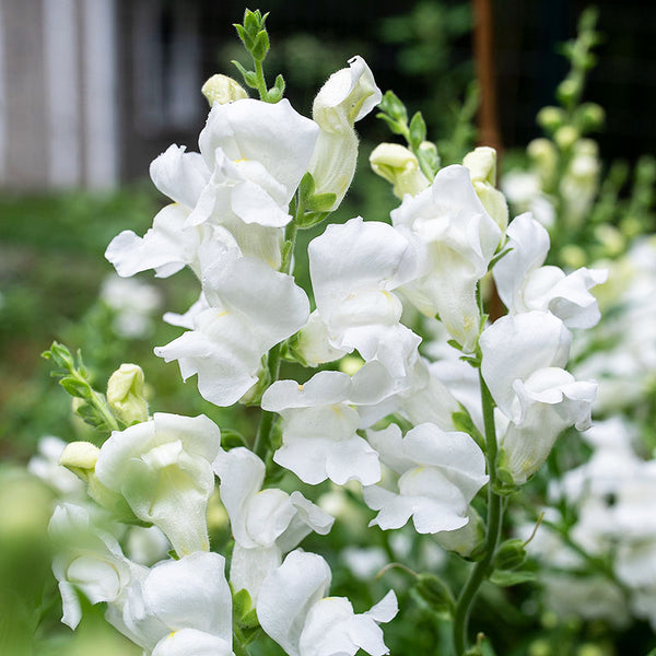 
    



Snapdragon 'Royal Bride' 
