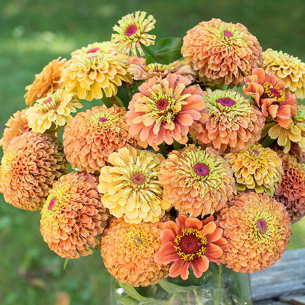 
    



Zinnia 'Queeny Orange Lime'
