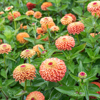 Zinnia 'Queeny Orange Lime'
