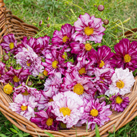 Cosmos 'Double Click Bicolor Violet'