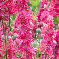 
    



Larkspur 'Fancy Rose Striped' Organic
