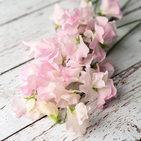 Sweet Pea 'Anniversary'