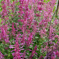 Agastache 'Heather Queen'