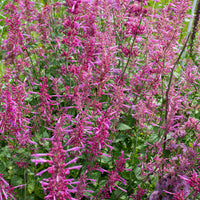 
    



Agastache 'Heather Queen'
