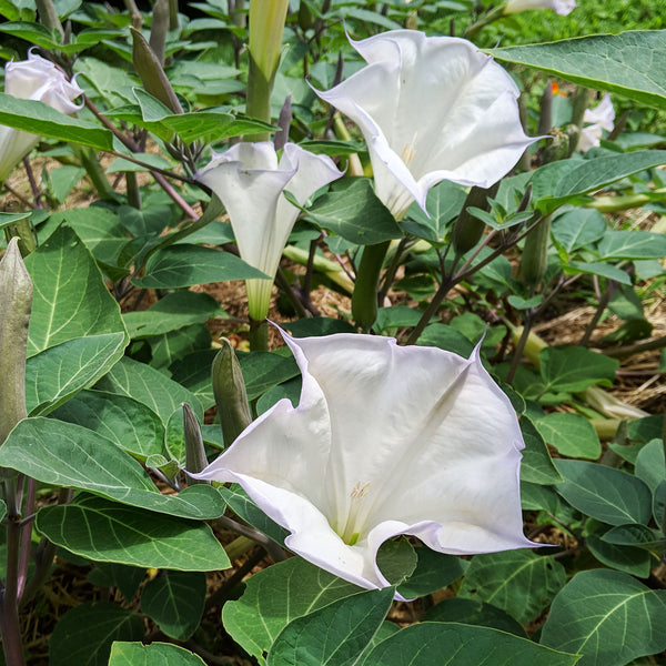 
    



Datura - Sacred Organic
