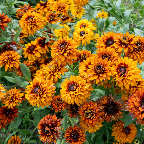 
    



Rudbeckia 'Cherokee Sunset'
