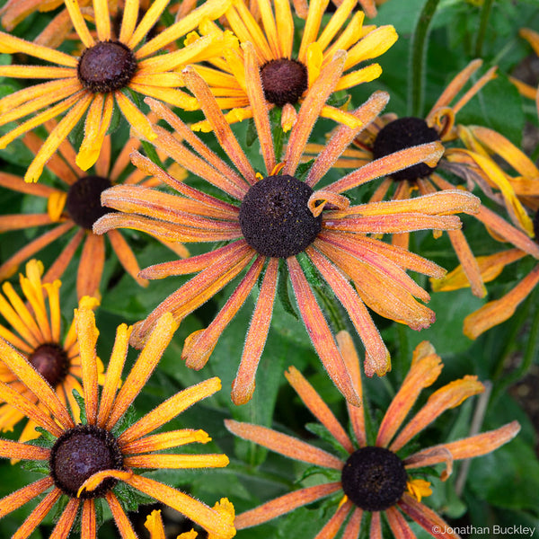 
    



Rudbeckia 'Chim Chiminee'
