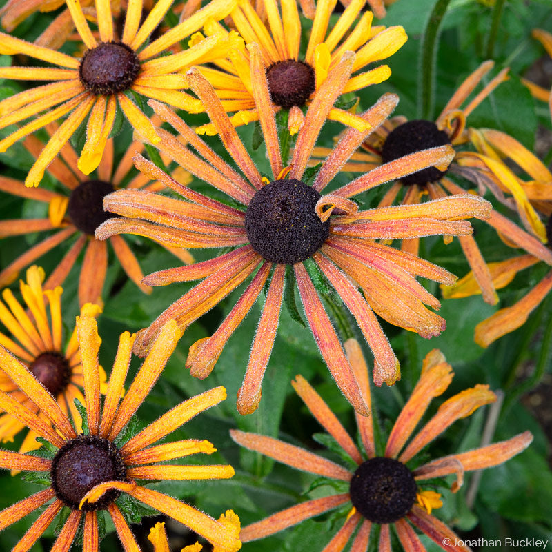 
  



Rudbeckia 'Chim Chiminee'
