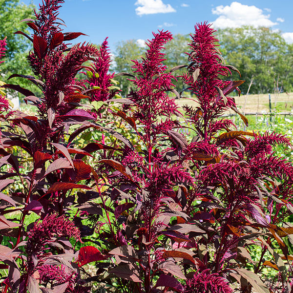 Amaranth 'Polish' Organic