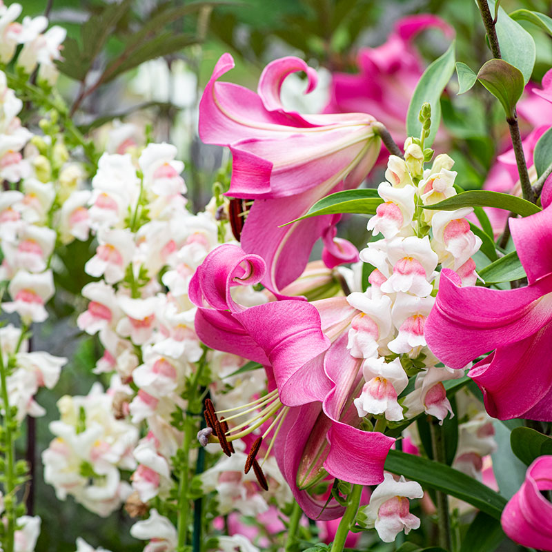 
      



Snapdragon 'Potomac® Appleblossom' F1 
    