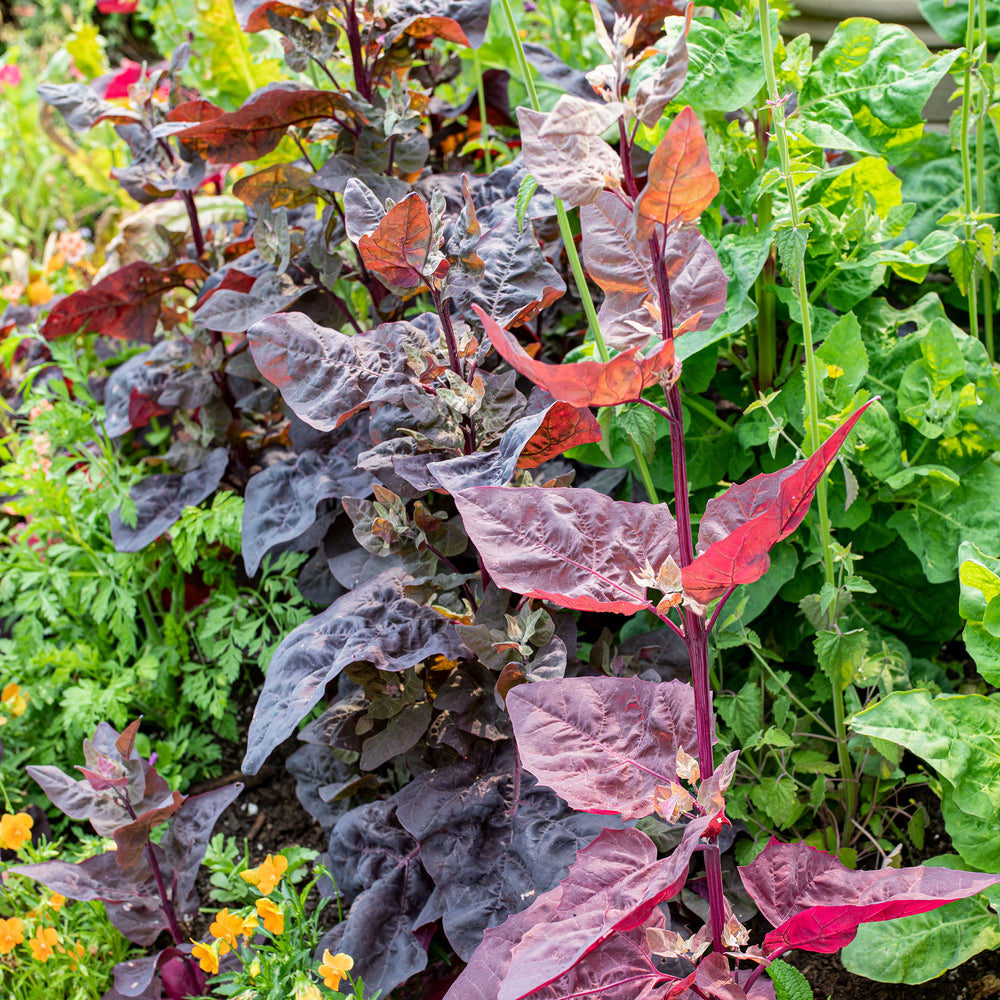 Orach 'Red Plume'