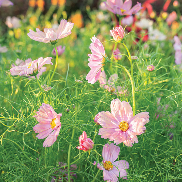 
    



Cosmos 'Apricotta' 
