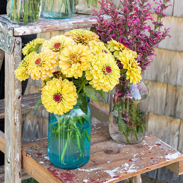 
    



Zinnia 'Queeny Lemon Peach' 
