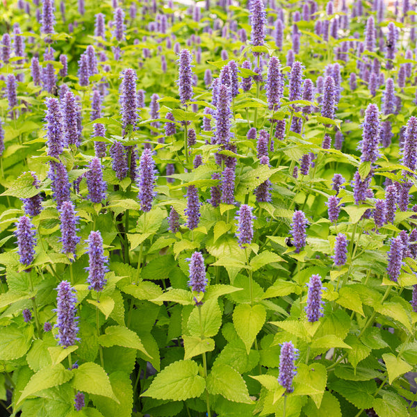 
    



Agastache 'Golden Jubilee'
