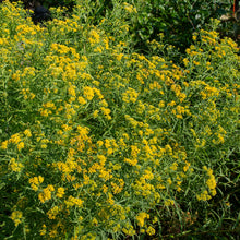 Grass-leaved Goldenrod