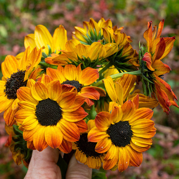 
    



Sunflower 'Soluna Bronze'
