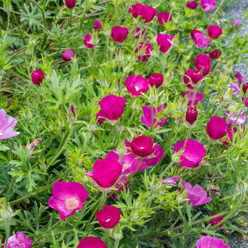 
  



Poppy Mallow
