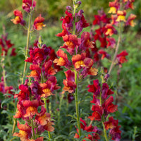 Snapdragon 'Copper Queen'