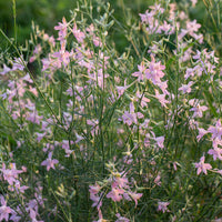 Larkspur 'Pink Cloud'