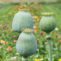 
    



Poppy 'QIS® Bowling Ball'
