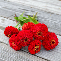 
    



Zinnia 'Oklahoma Scarlet'
