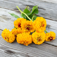 Zinnia 'Oklahoma Golden Yellow'