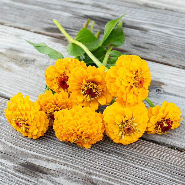 Zinnia 'Oklahoma Golden Yellow'