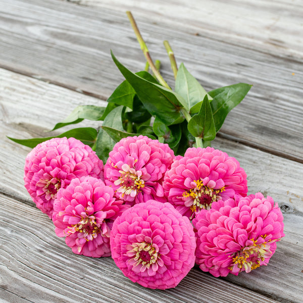 
    



Zinnia 'Oklahoma Pink'
