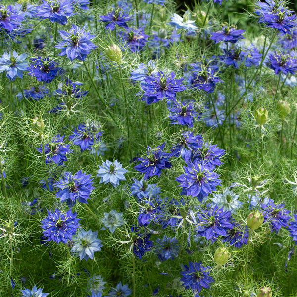 
    



Love-in-a-Mist 'Persian Jewels Indigo'
