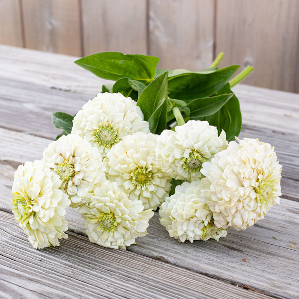 Zinnia 'Oklahoma White'