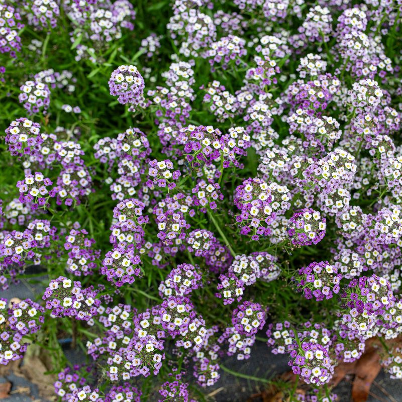 
  



Sweet Alyssum 'Violet Queen'
