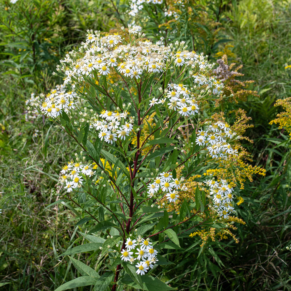 Flat-topped Aster