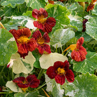 
    



Nasturtium 'Velvet Troika'
