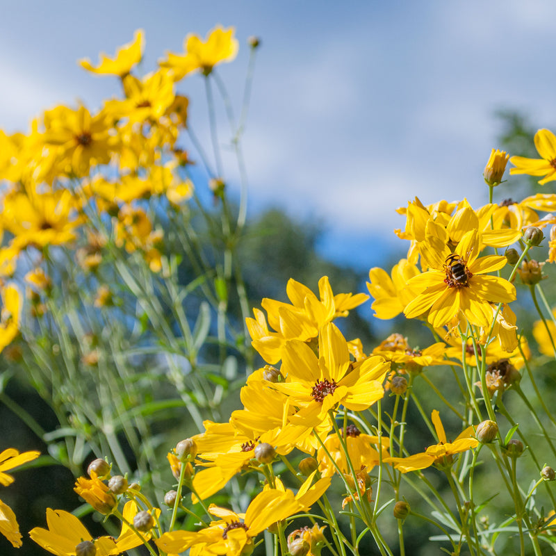 
  



Coreopsis - Tall
