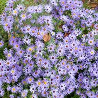 Aromatic Aster