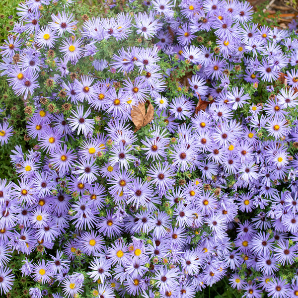 Aromatic Aster