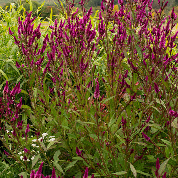 Celosia 'Roseberry Parfait'