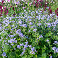 Ageratum 'Blue Bouquet'